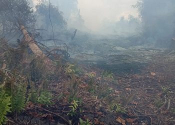 Kebakaran Lahan Di Duga Milik PT SBN Di Desa Pulai Gading Menjadi Dilema