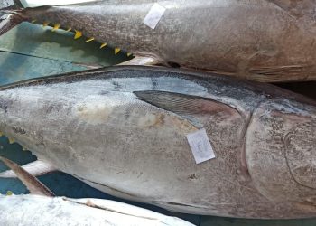 Membawa Berkah! 4 Ekor Tuna Sirip Biru Selatan Mendarat di Hari Kesaktian Pancasila