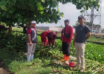 Diskimrum Kabupaten Indramayu Gercep Tanggapi Keluhan Warga Soal Eceng Gondok Menutupi Saluran Pembuangan