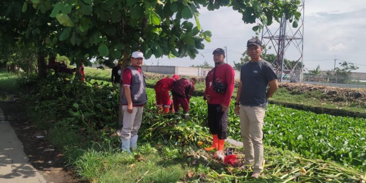 Diskimrum Kabupaten Indramayu Gercep Tanggapi Keluhan Warga Soal Eceng Gondok Menutupi Saluran Pembuangan