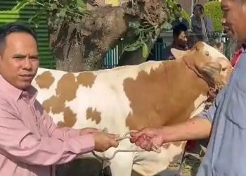 Jalin Kebersamaan Karyawan, Perumdam TDA Siapkan 15  Hewan Qurban