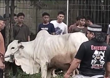 Yayasan Darul Ulum Melaksanakan Kurban Hewan, 8 Sapi dan 15 Ekor Kambing