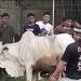 Yayasan Darul Ulum Melaksanakan Kurban Hewan, 8 Sapi dan 15 Ekor Kambing