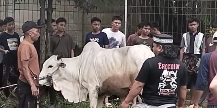 Yayasan Darul Ulum Melaksanakan Kurban Hewan, 8 Sapi dan 15 Ekor Kambing
