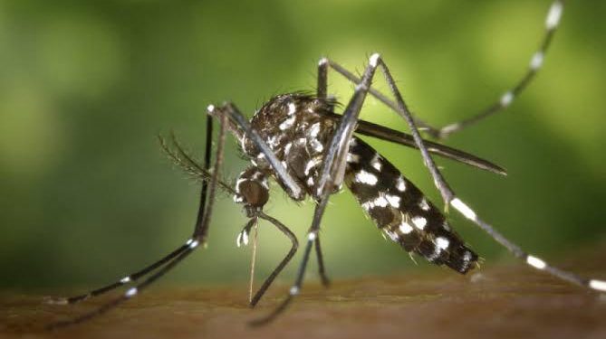 Warga Cadas Ngampar Gempar Terkena Wabah Chikungunya, Dinas Kesehatan Kota Cirebon Harus Segera Bertindak