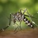 Warga Cadas Ngampar Gempar Terkena Wabah Chikungunya, Dinas Kesehatan Kota Cirebon Harus Segera Bertindak